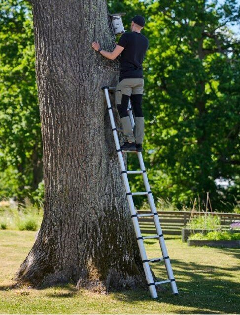 Echelle ECOLINE 3,00 m