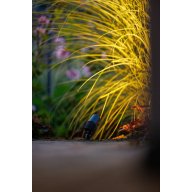 Spot Alder plastique noir 2W 120 lumens